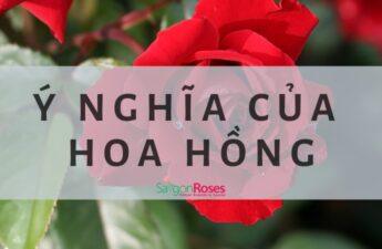 Ý nghĩa của hoa hồng theo số lượng và màu sắc